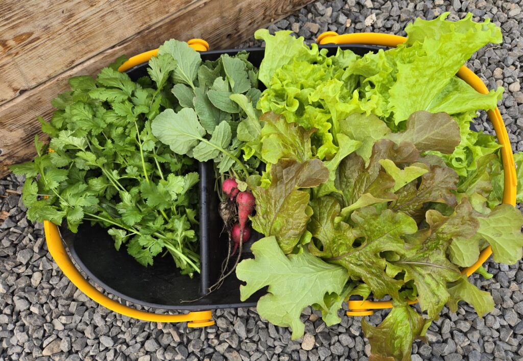 cold hardy vegetables