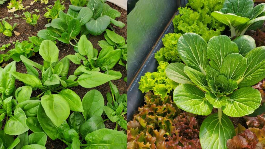 Companion planting in vegetable garden