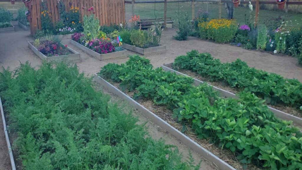 Crop rotation vegetable garden