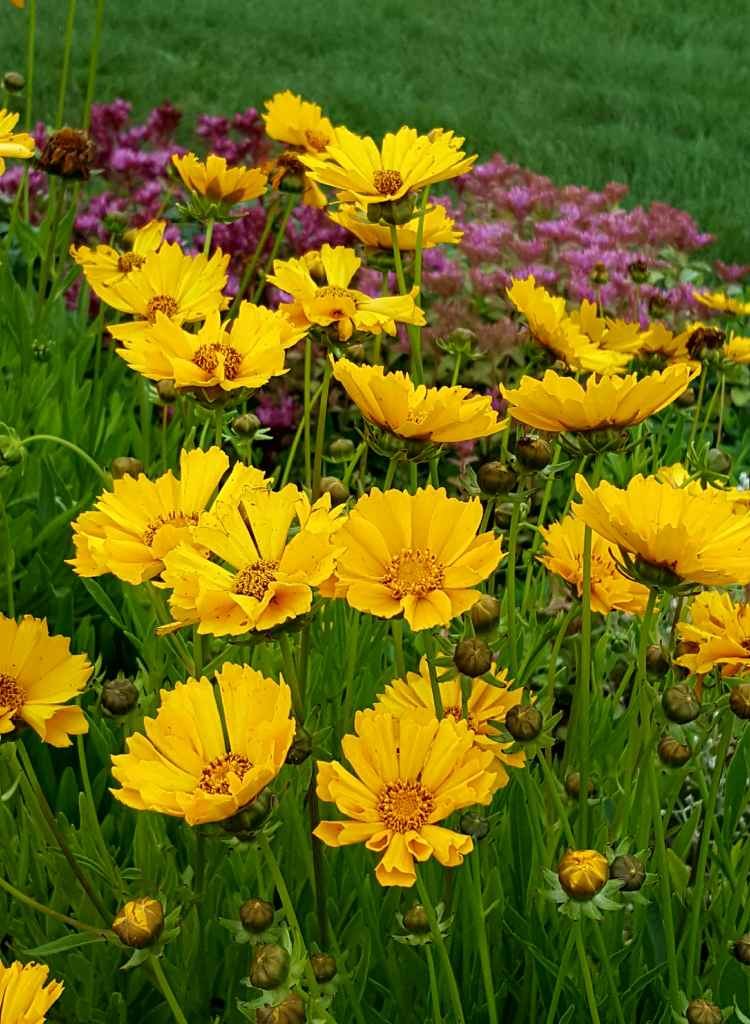 Coreopsis back garden