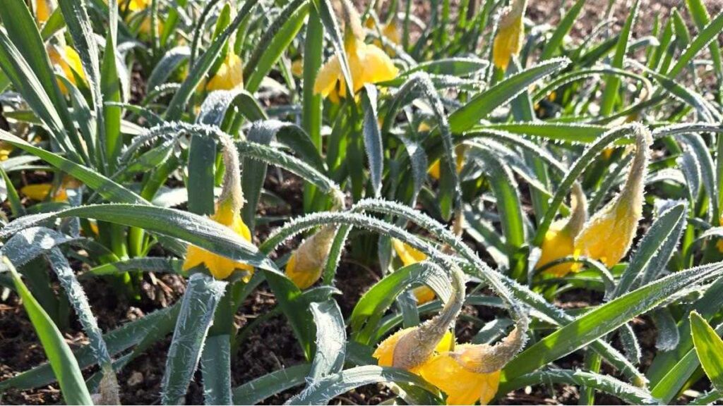 daffodils covered by frost