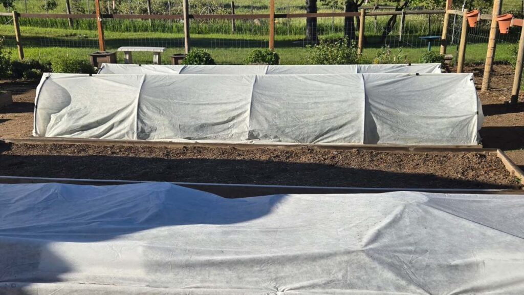 Frost Covers in June on Vegetable Garden