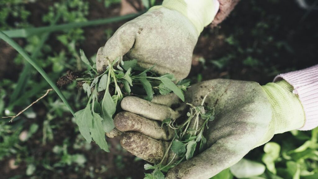 Garden maintenance