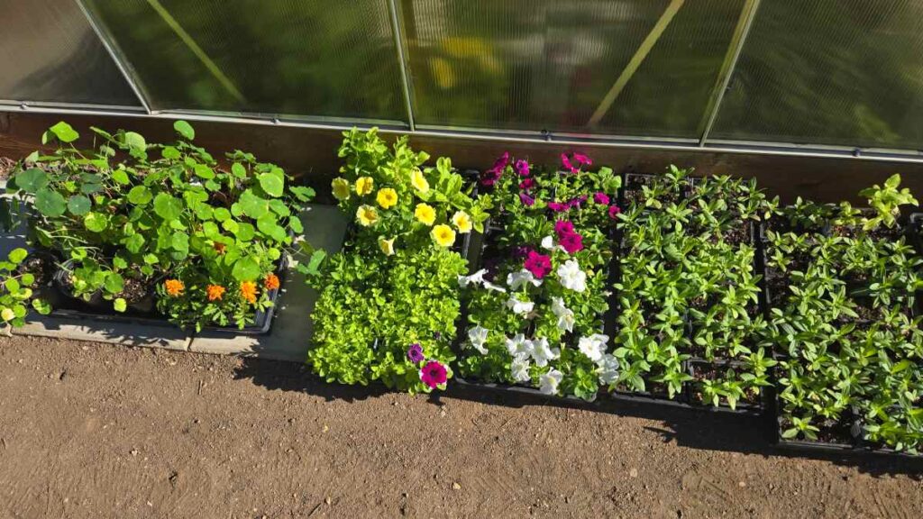 hardening off seedlings
