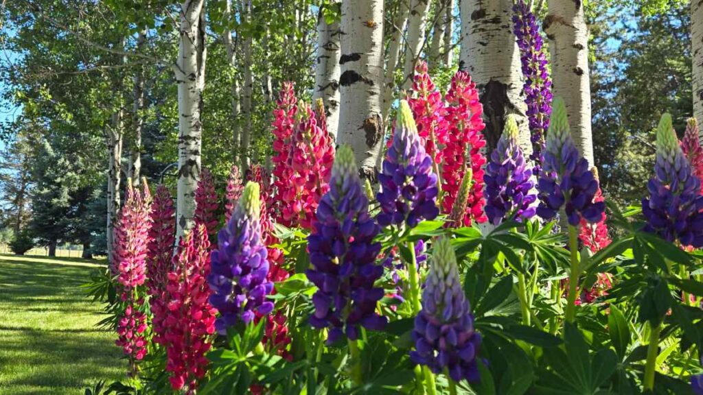Lupine Flowers