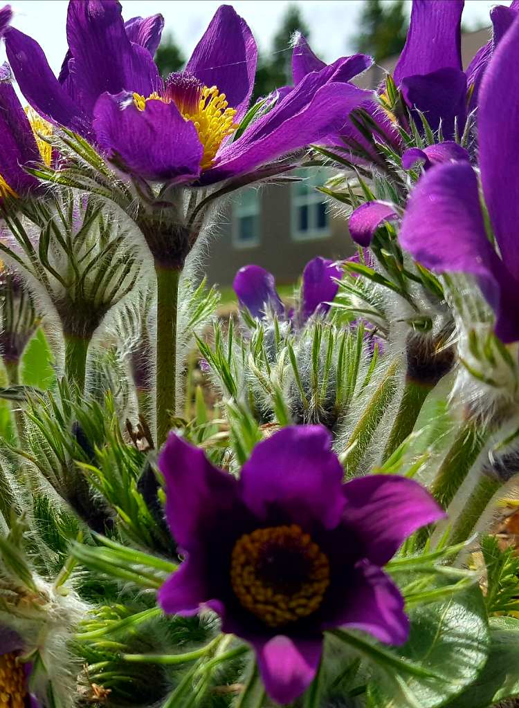 Purple Pasqueflower