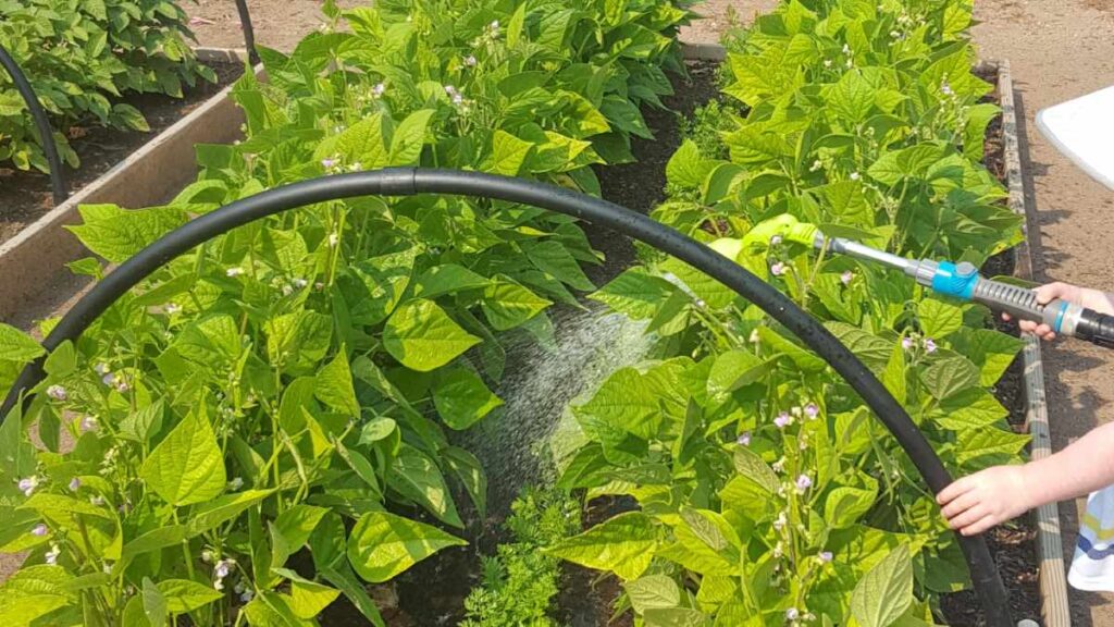Watering the Vegetable Garaden