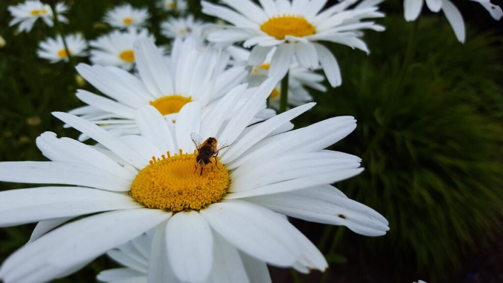 pollinators visiting Shasta daisies