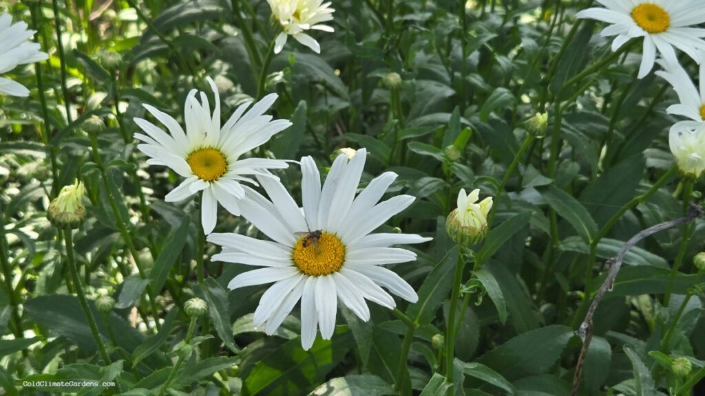 Simple Ways to Make Your Garden More Pollinator Friendly (Zones 3-5)