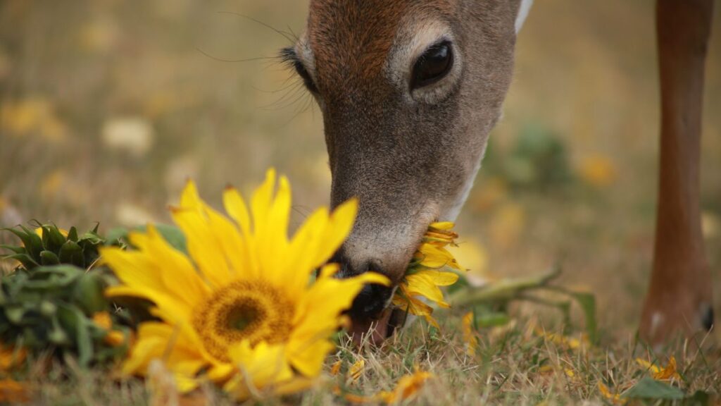 Deer eating sunflower