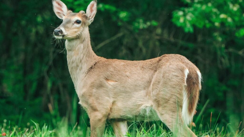 deer-resistant perennial flowers for cold climates