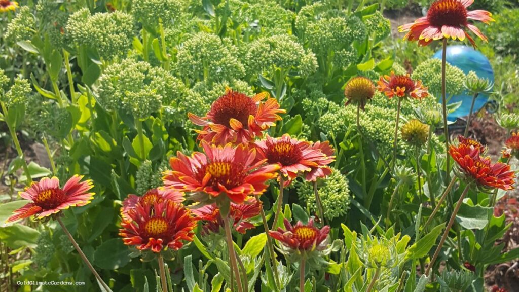 deer resistant flowers