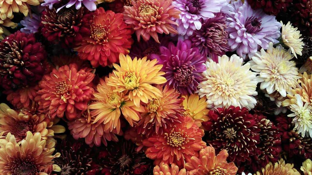 Garden Mums