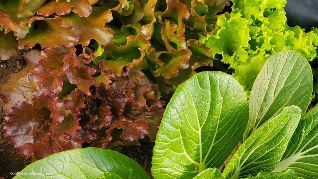 Leaf lettuce