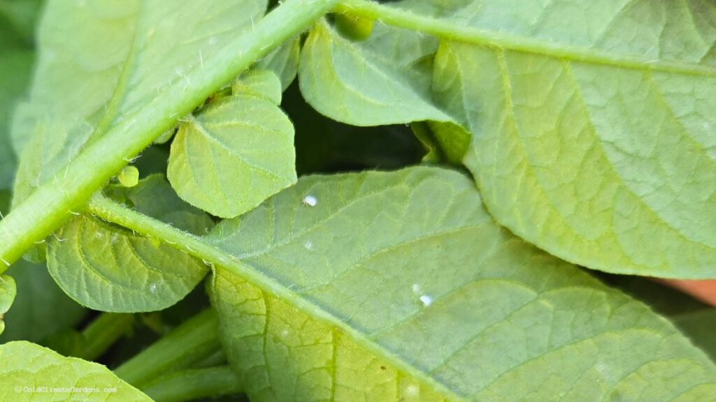Vegetable Garden Potato Bed Whiteflies