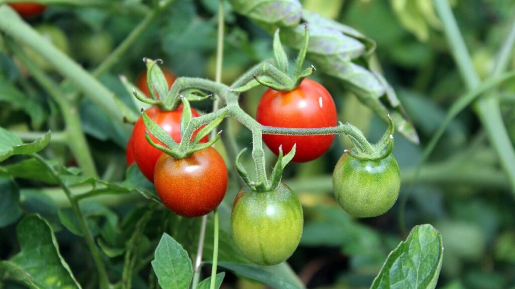 How to Grow Tomatoes in Zones 3–5: A Beginner’s Guide