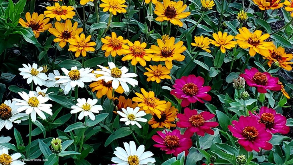 zinnia flower bed