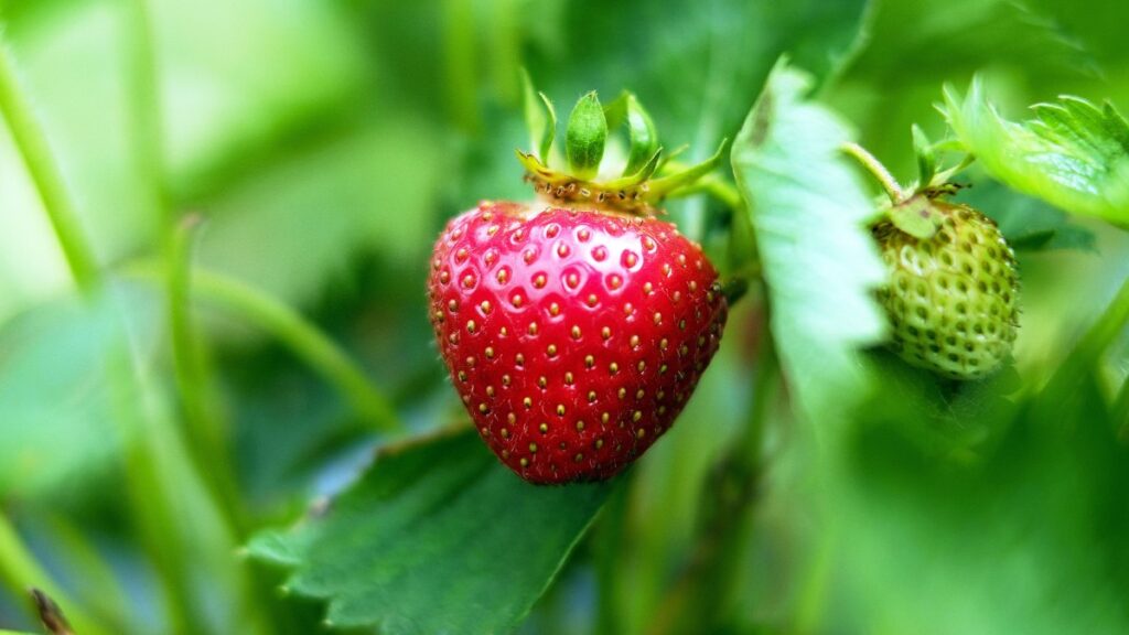 How to Start New Strawberry Plants From Runners