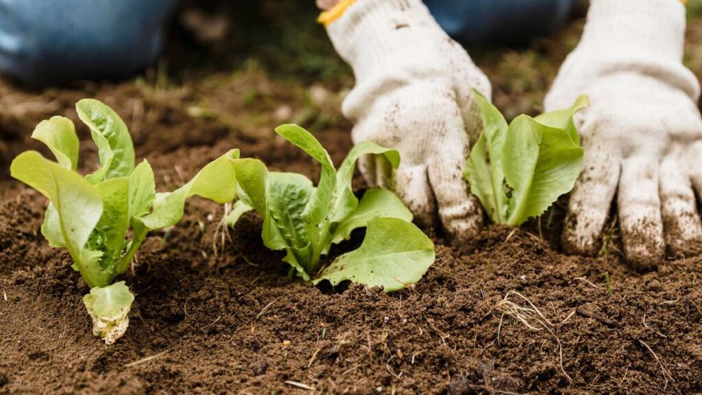 Hardy Vegetables to Plant in August for a Fall Harvest